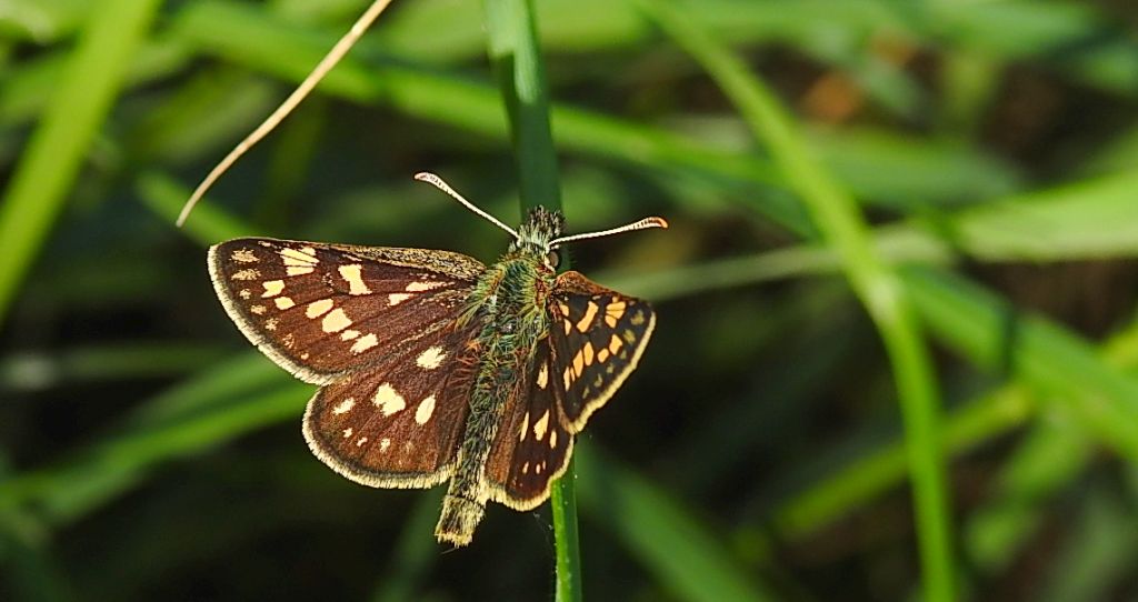 Kosternik palemon (Carterocephalus palaemon)