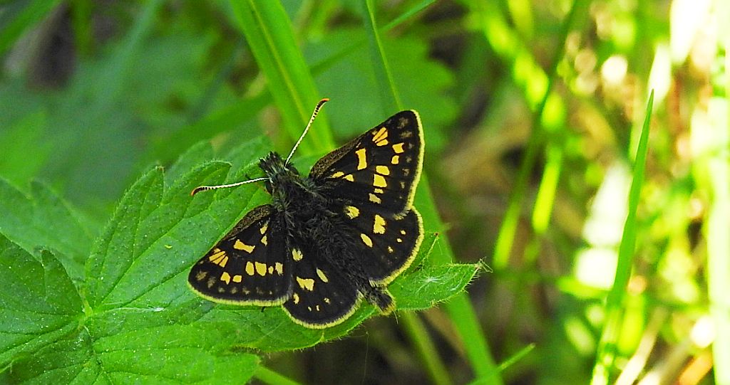 Kosternik palemon (Carterocephalus palaemon)