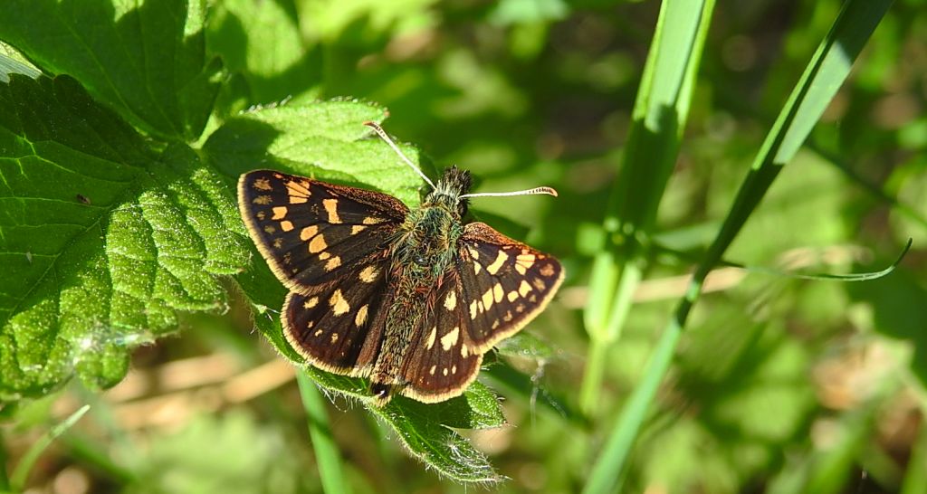 Kosternik palemon (Carterocephalus palaemon)
