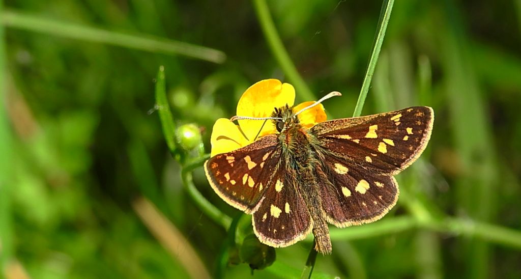 Kosternik palemon (Carterocephalus palaemon)