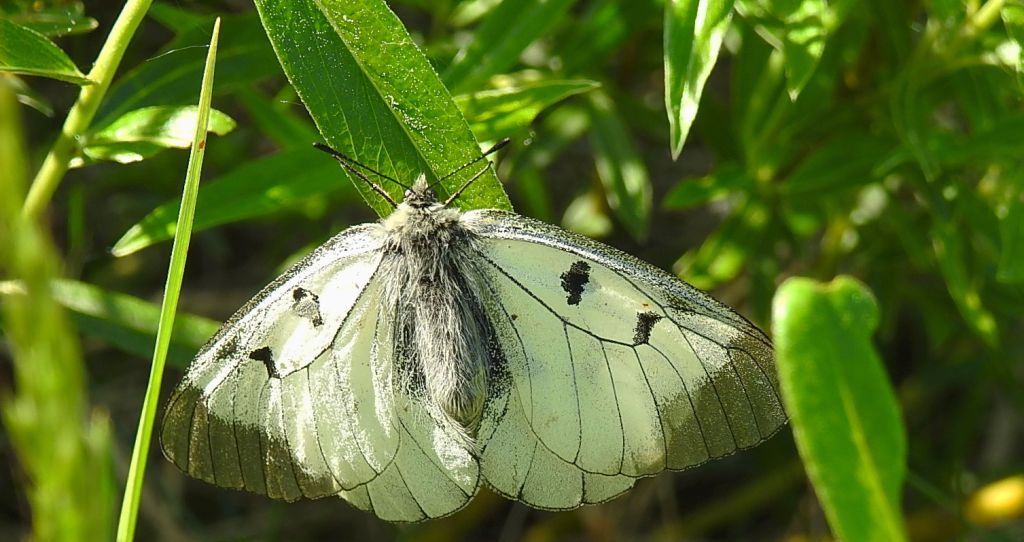 Niepylak mnemozyna (Parnassius mnemosyne)