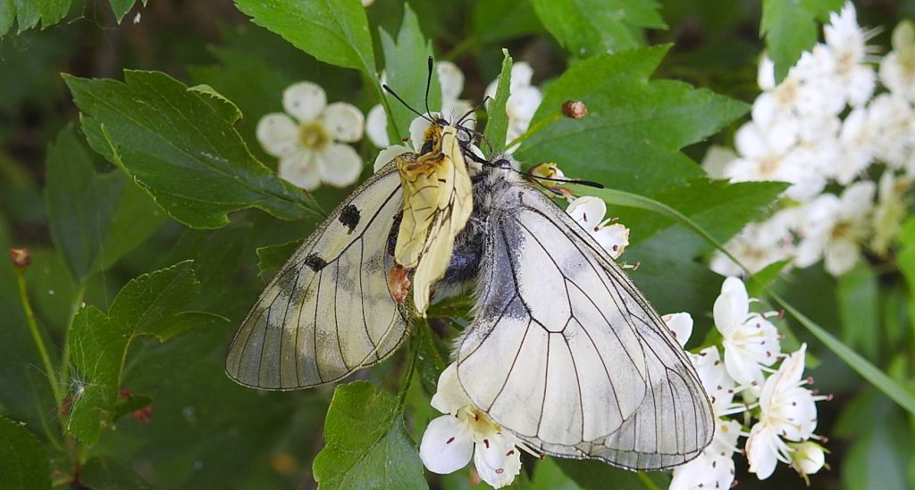 Niepylak mnemozyna (Parnassius mnemosyne)