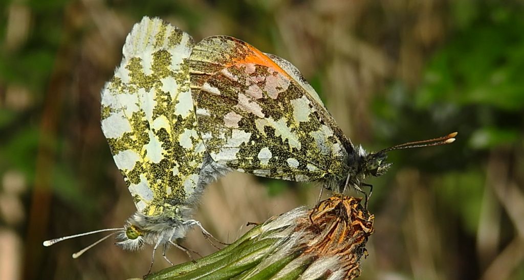 Zorzynek rzeżuchowiec (Anthocharis cardamines)