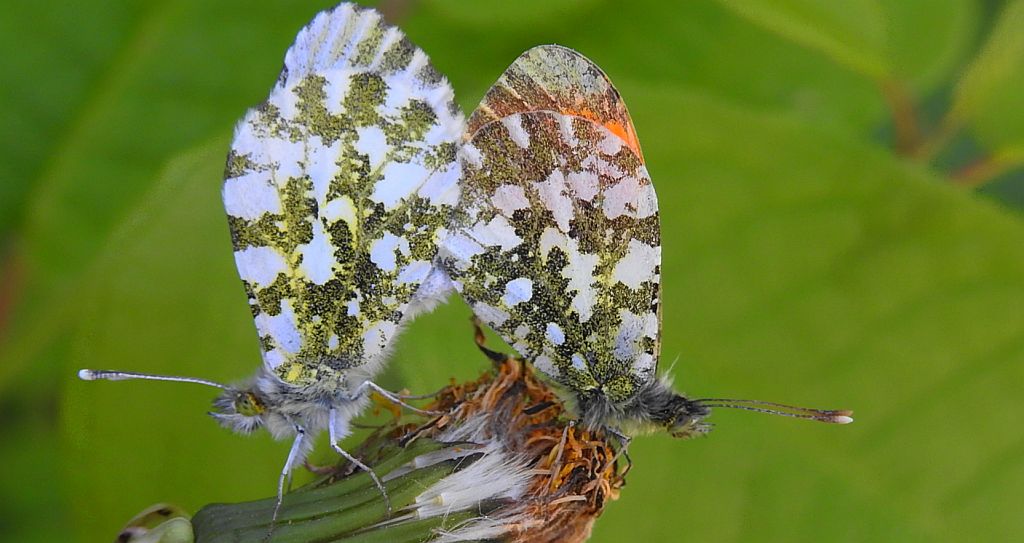 Zorzynek rzeżuchowiec (Anthocharis cardamines)