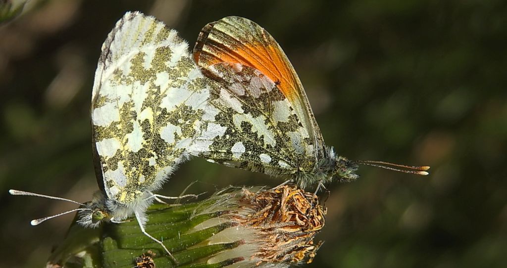 Zorzynek rzeżuchowiec (Anthocharis cardamines)