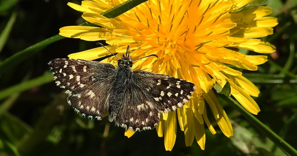 Powszelatek malwowiec (Pyrgus malvae)