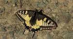 Paź królowej (Papilio machaon)