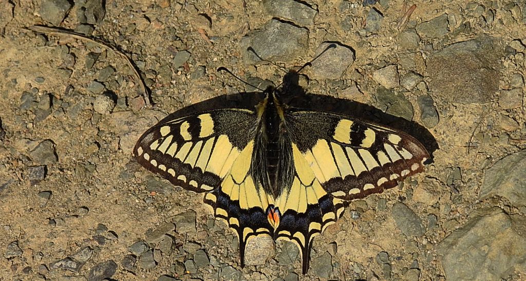 Paź królowej (Papilio machaon)