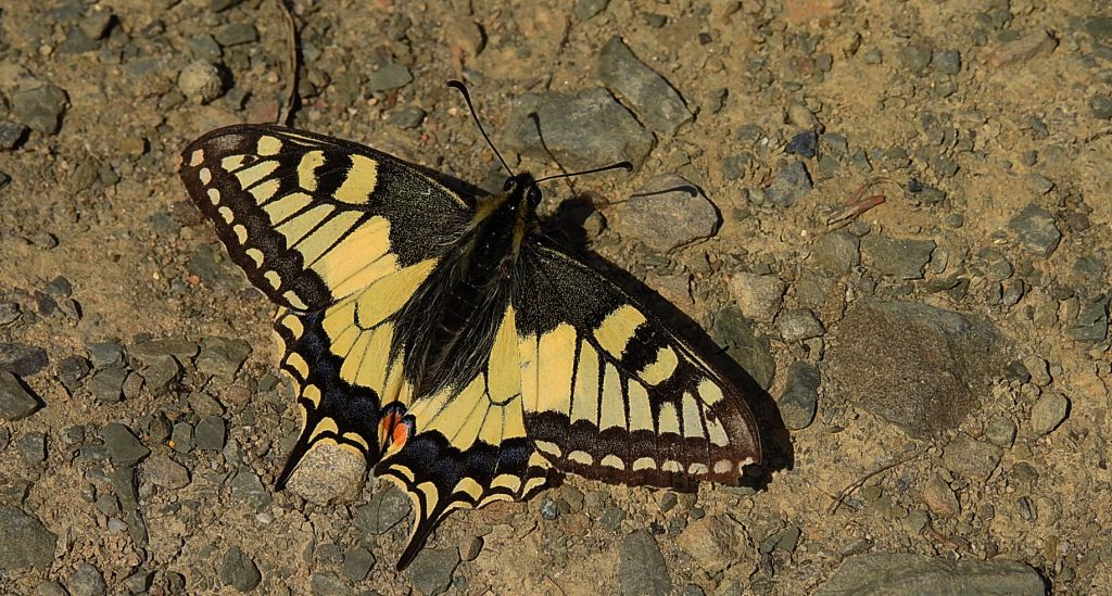 Paź królowej (Papilio machaon)
