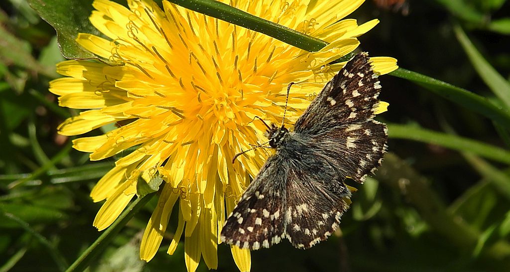 Powszelatek malwowiec (Pyrgus malvae)