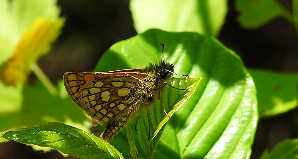 Kosternik palemon (Carterocephalus palaemon)
