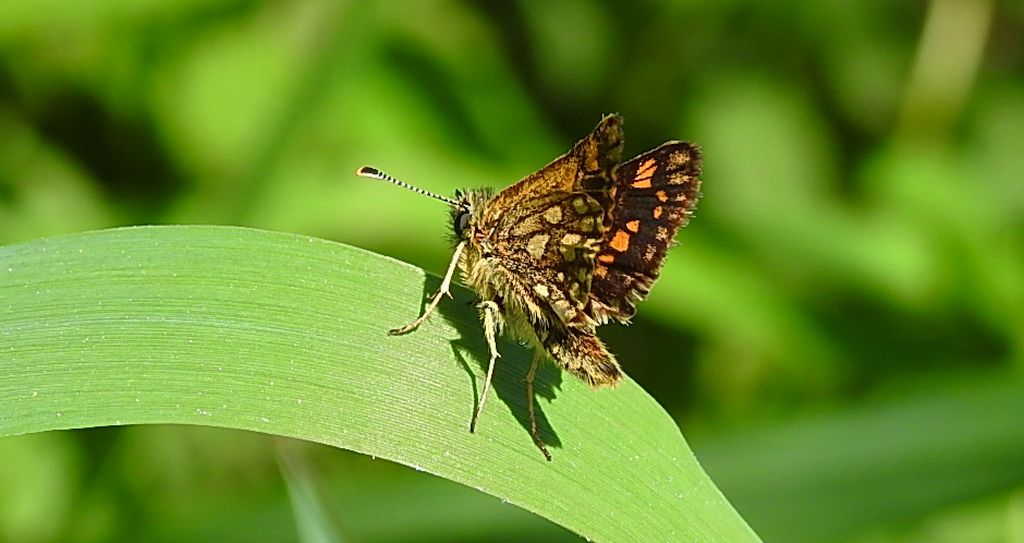 Kosternik palemon (Carterocephalus palaemon)