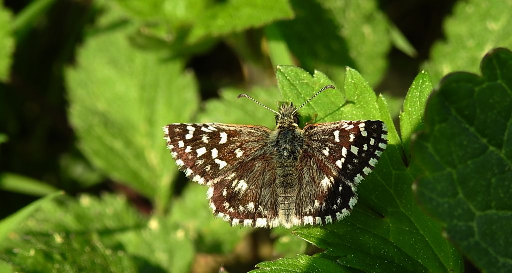 Powszelatek malwowiec (Pyrgus malvae)
