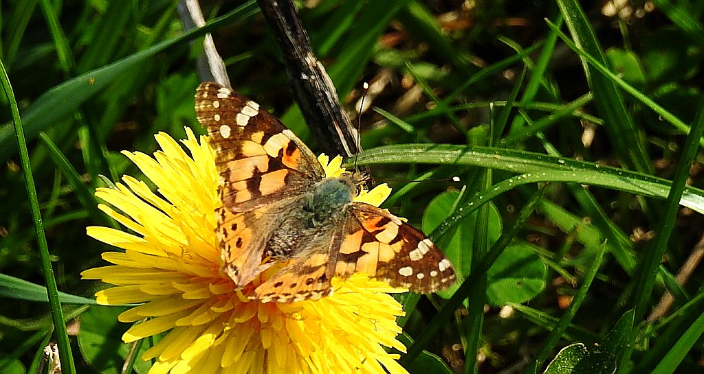Rusałka osetnik (Vanessa cardui, syn. Cynthia cardui)