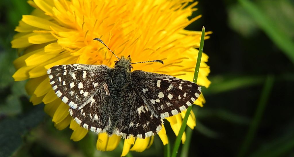 Powszelatek malwowiec (Pyrgus malvae)