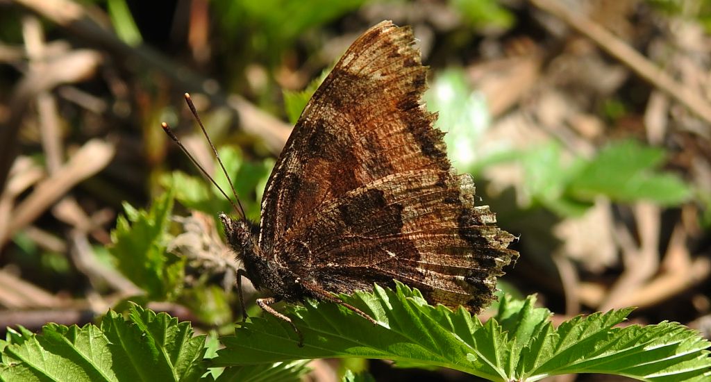 Rusałka wierzbowiec (Nymphalis polychloros)