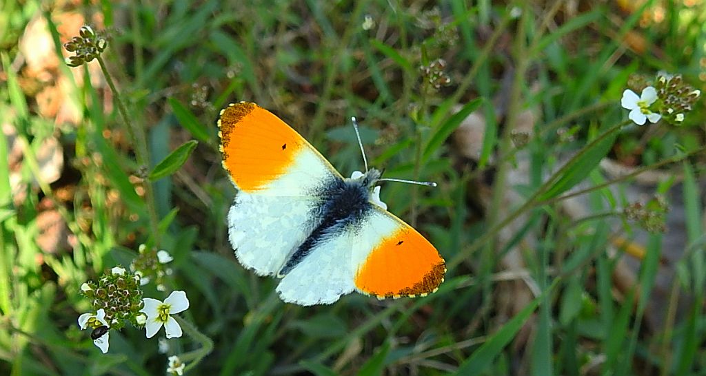 Zorzynek rzeżuchowiec (Anthocharis cardamines)