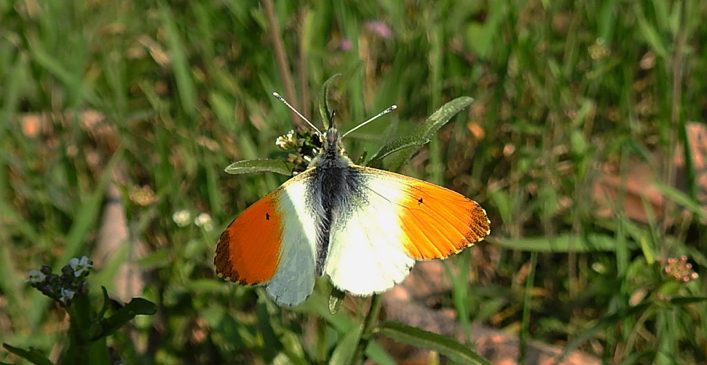 Zorzynek rzeżuchowiec (Anthocharis cardamines)