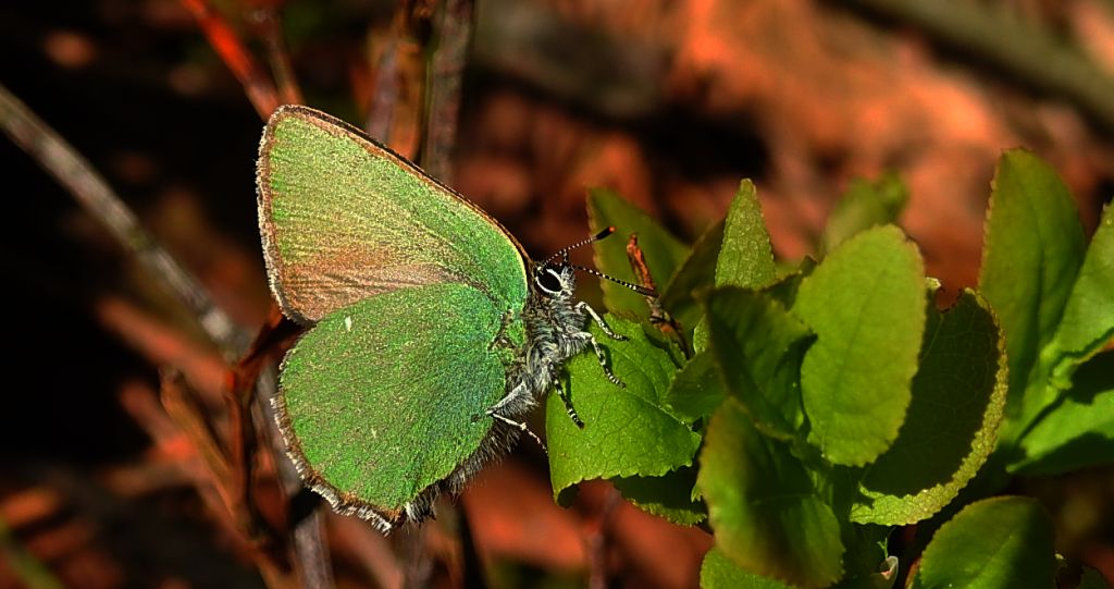 Zieleńczyk ostrężyniec (Callophrys rubi)