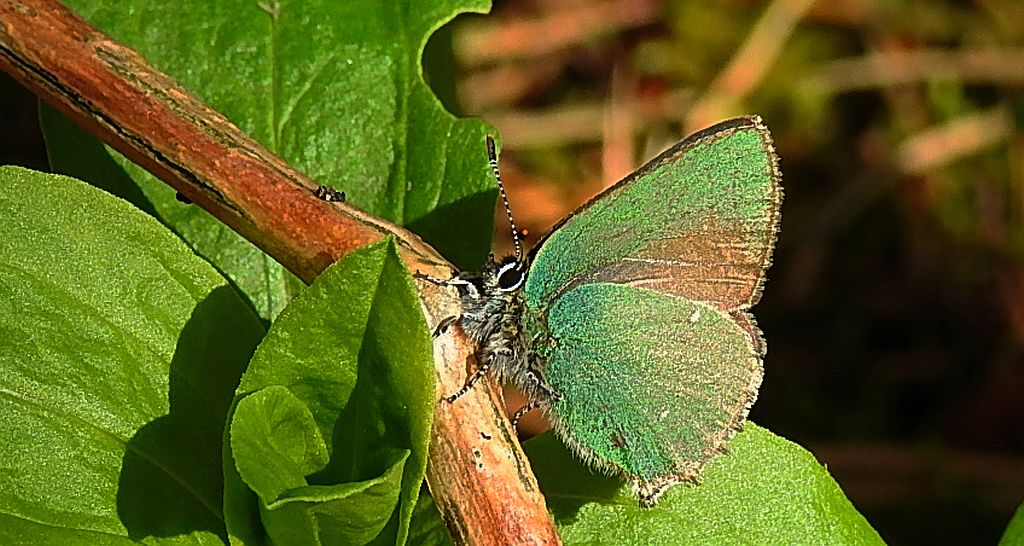 Zieleńczyk ostrężyniec (Callophrys rubi)
