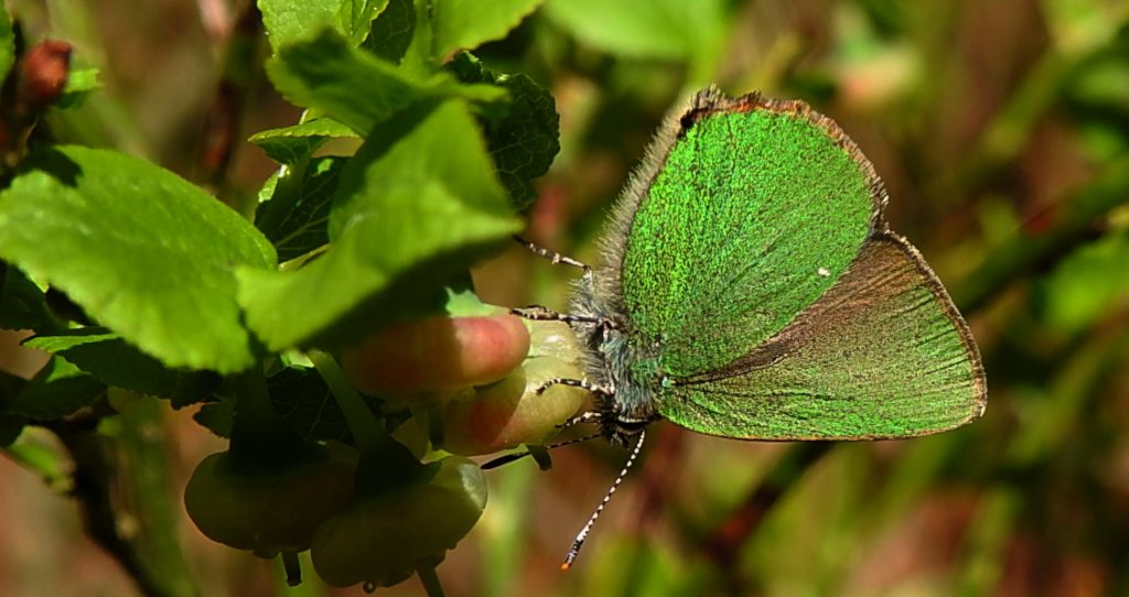 Zieleńczyk ostrężyniec (Callophrys rubi)