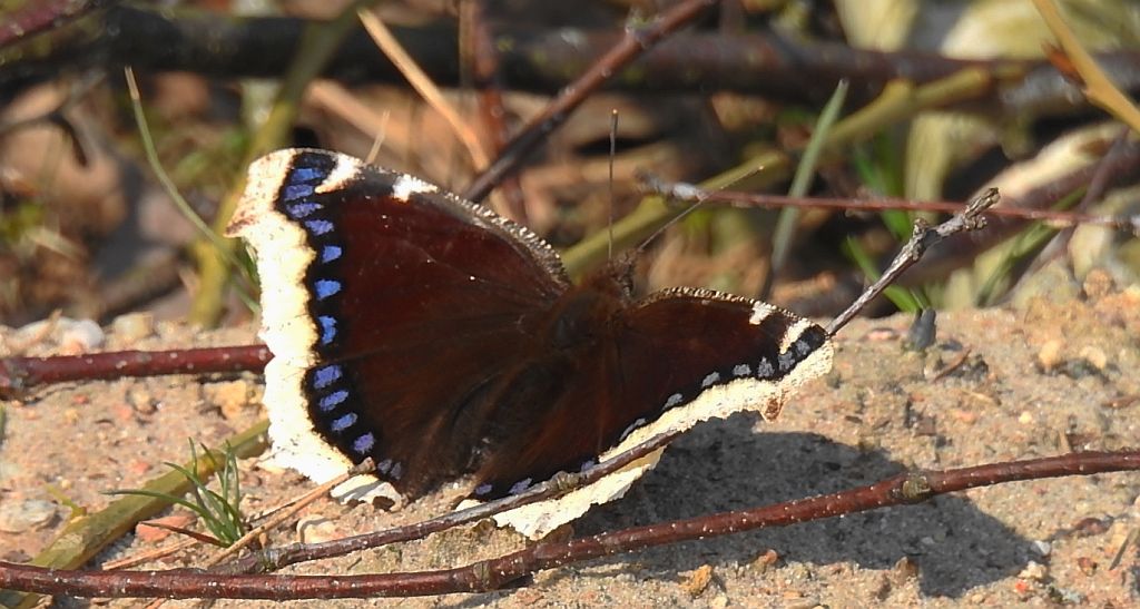 Rusałka żałobnik (Nymphalis antiopa)