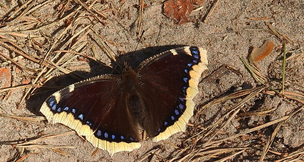 Rusałka żałobnik (Nymphalis antiopa)