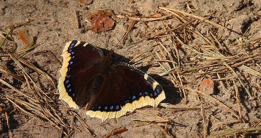 Rusałka żałobnik (Nymphalis antiopa)