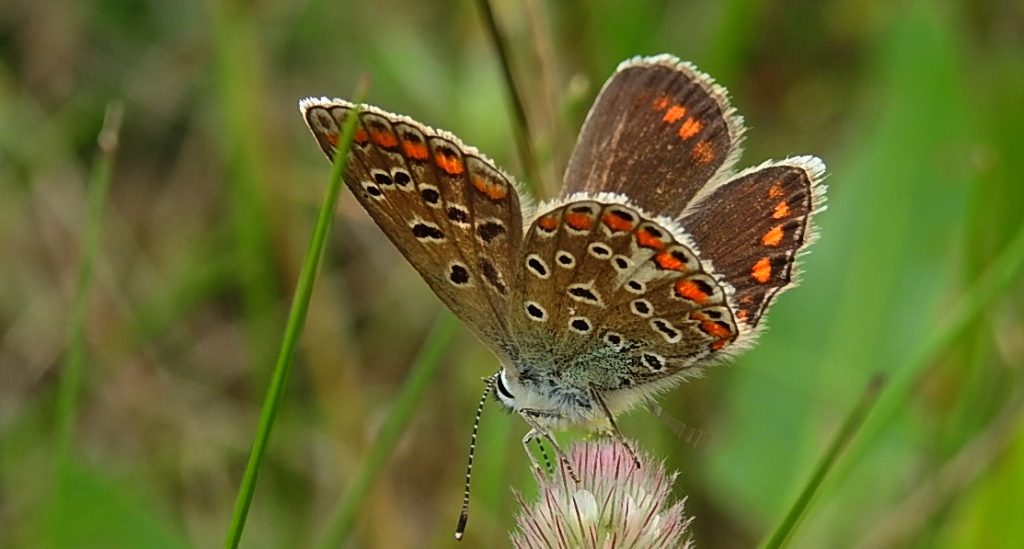 Modraszek ikar (Polyommatus icarus)
