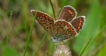 Modraszek ikar (Polyommatus icarus)