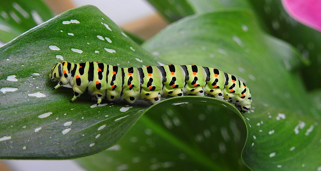 Paź królowej (Papilio machaon)