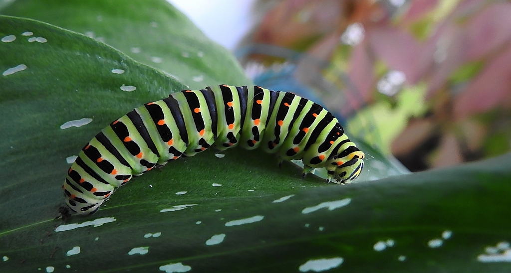 Paź królowej (Papilio machaon)