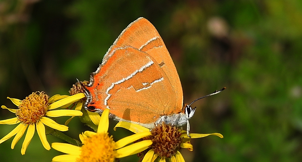 Pazik brzozowiec (Thecla betulae)