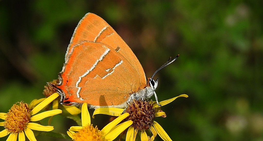 Pazik brzozowiec (Thecla betulae)