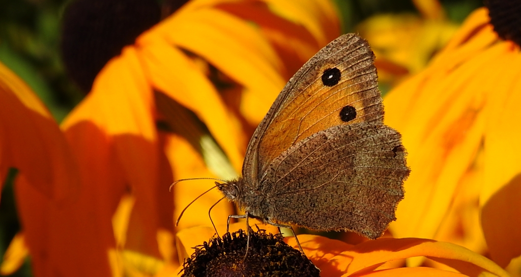 Przestrojnik likaon (Hyponephele lycaon)