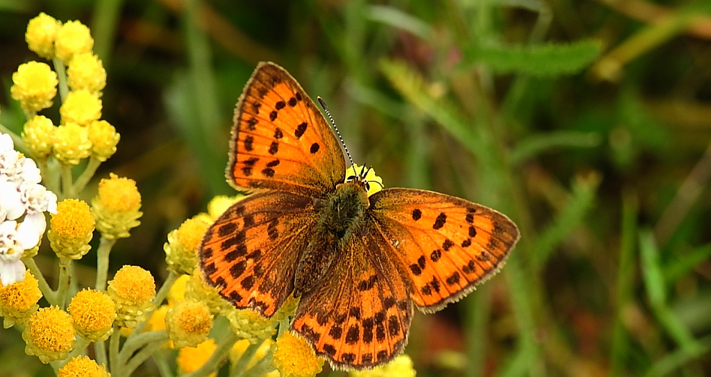 Czerwończyk dukacik (Lycaena virgaureae)