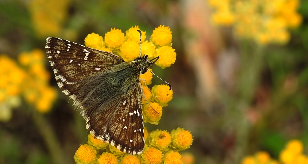 Powszelatek alweus (Pyrgus alveus)