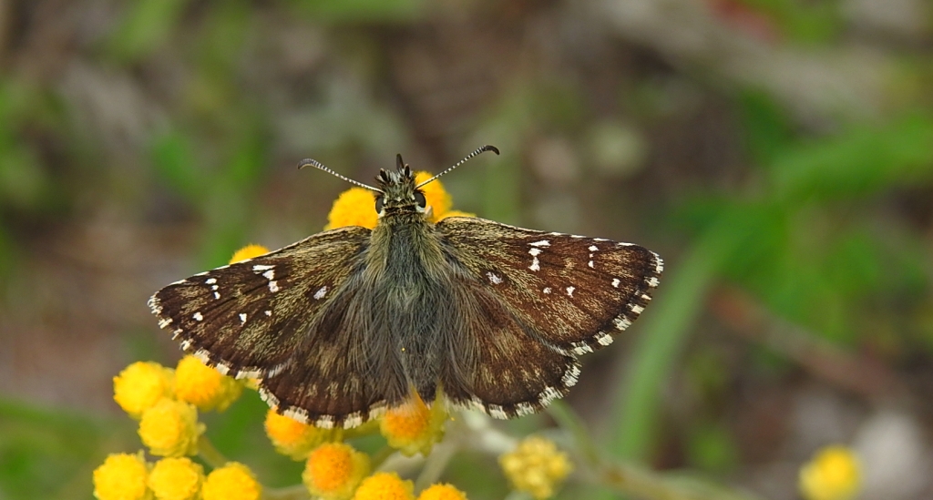Powszelatek alweus (Pyrgus alveus)
