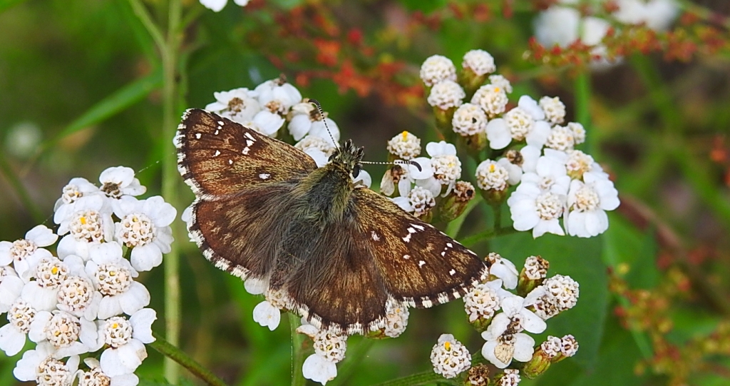 Powszelatek alweus (Pyrgus alveus)
