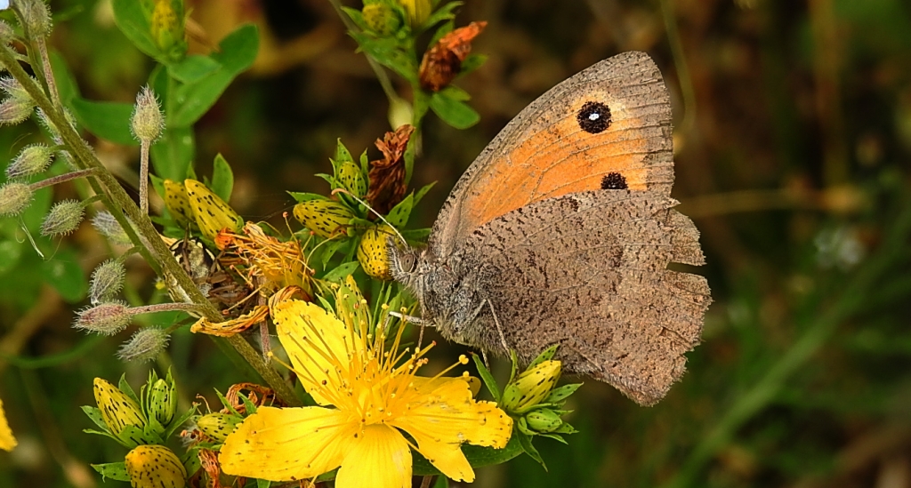 Przestrojnik likaon (Hyponephele lycaon)