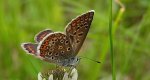 Modraszek agestis (Aricia agestis)