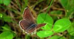 Modraszek agestis (Aricia agestis)