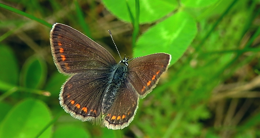 Modraszek agestis (Aricia agestis)