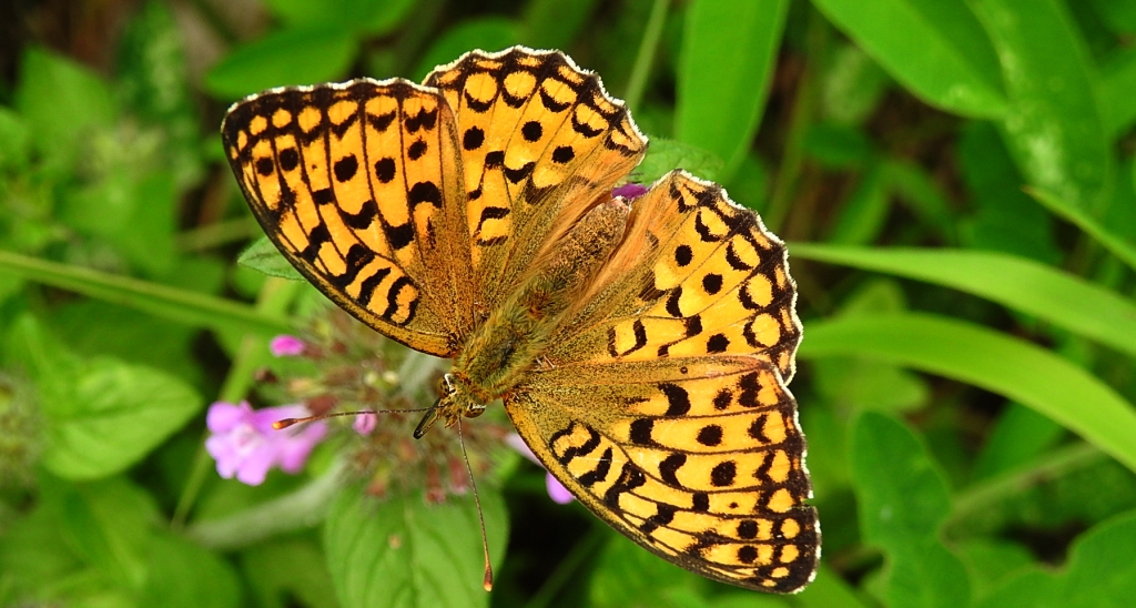 Dostojka laodyce (Argynnis laodice)