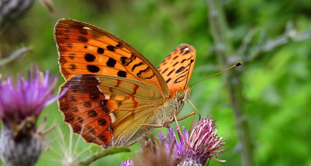 Dostojka laodyce (Argynnis laodice)