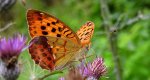 Dostojka laodyce (Argynnis laodice)