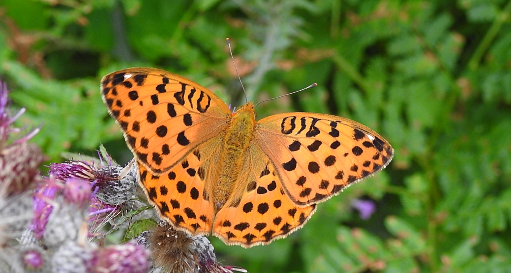 Dostojka laodyce (Argynnis laodice)