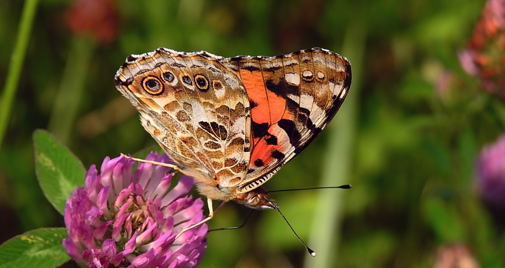 Rusałka osetnik (Vanessa cardui, syn. Cynthia cardui)