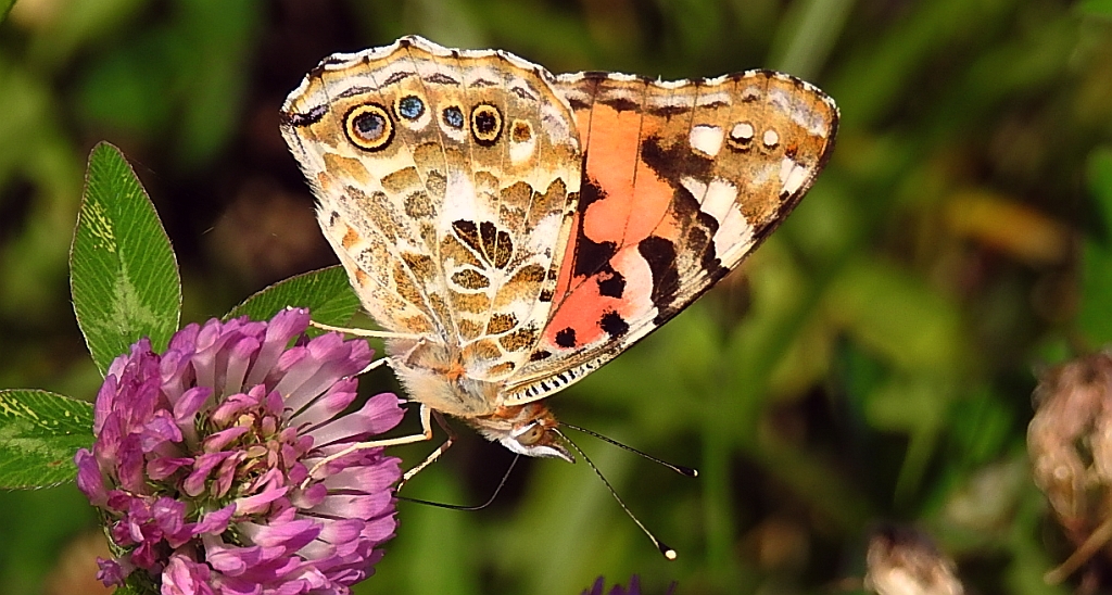 Rusałka osetnik (Vanessa cardui, syn. Cynthia cardui)