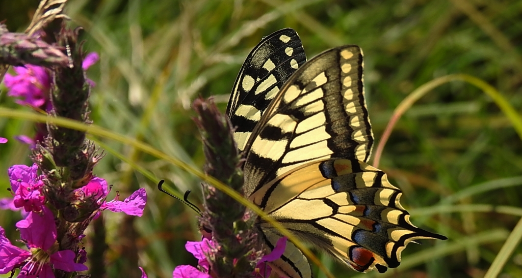 Paź królowej (Papilio machaon)